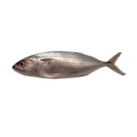 Ikan Kembung